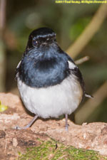 magpie robin